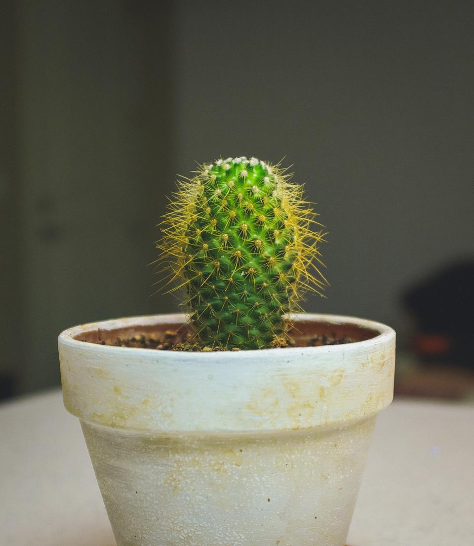 Cactus Plant