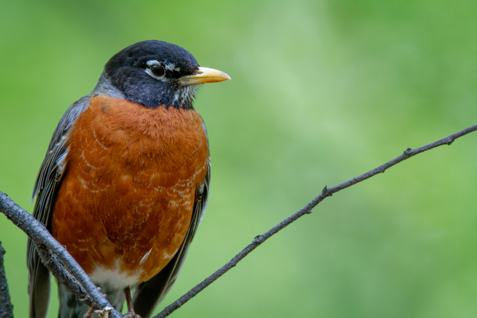 Bird Tree