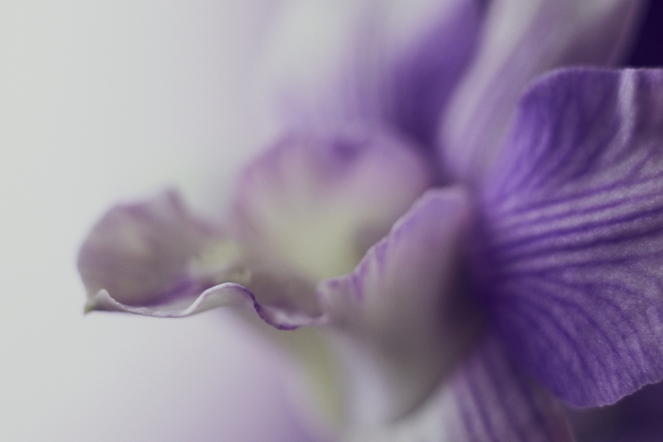 Orchid Flower