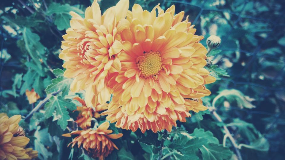 Flower Yellow