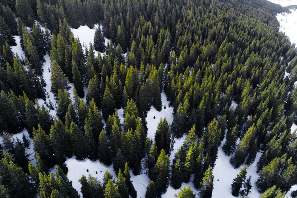 Green Trees
