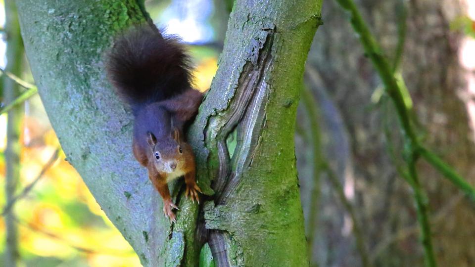 Squirrel Animal