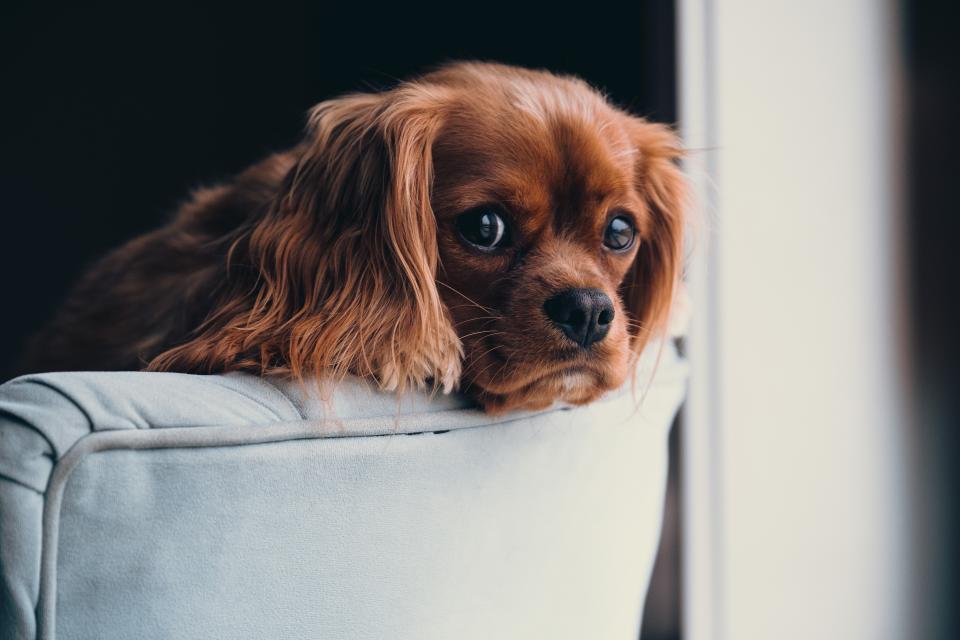 Puppy Animal