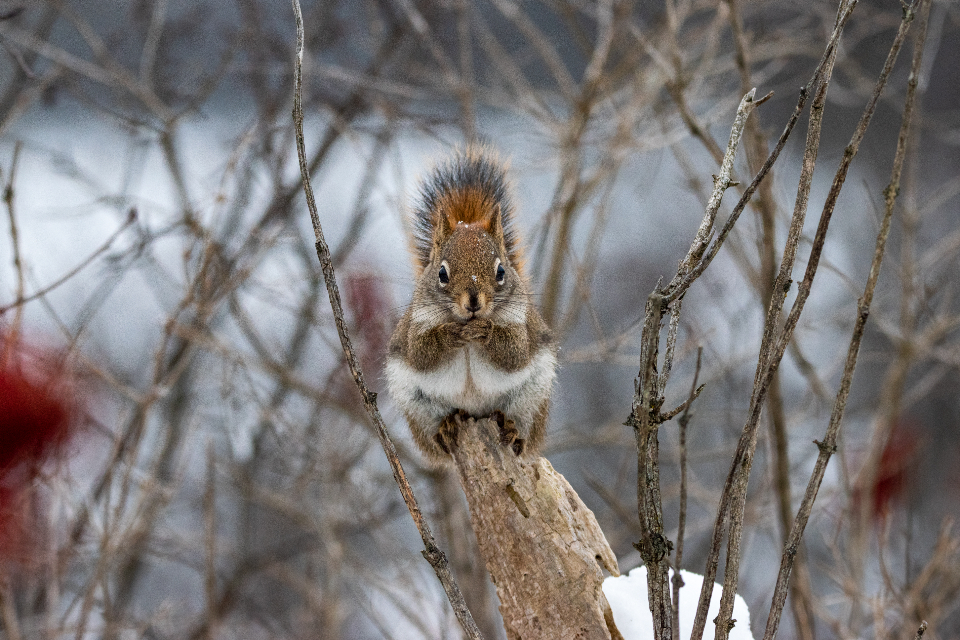 Squirrel Animal