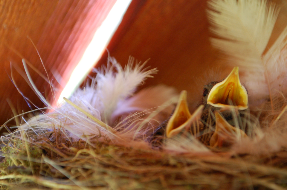 Birds Chicks