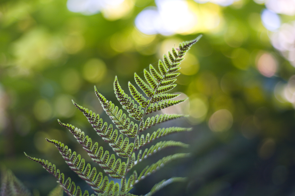 Fern Green