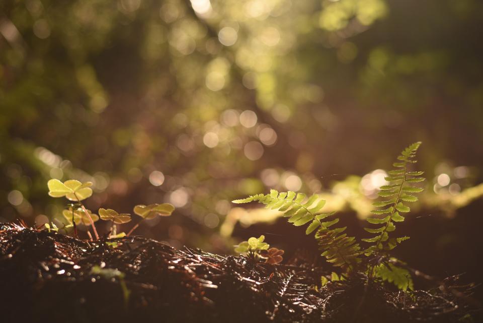 Fern Green