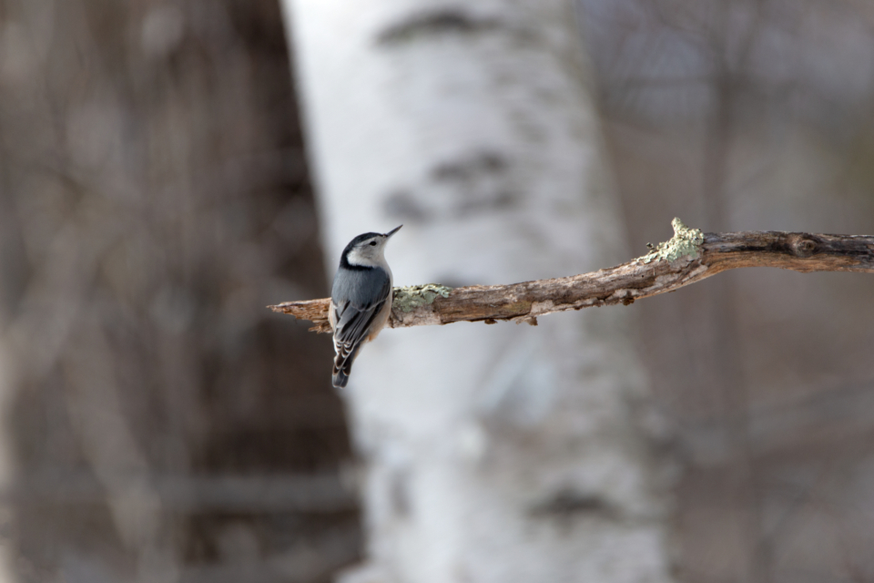 Bird Wildlife