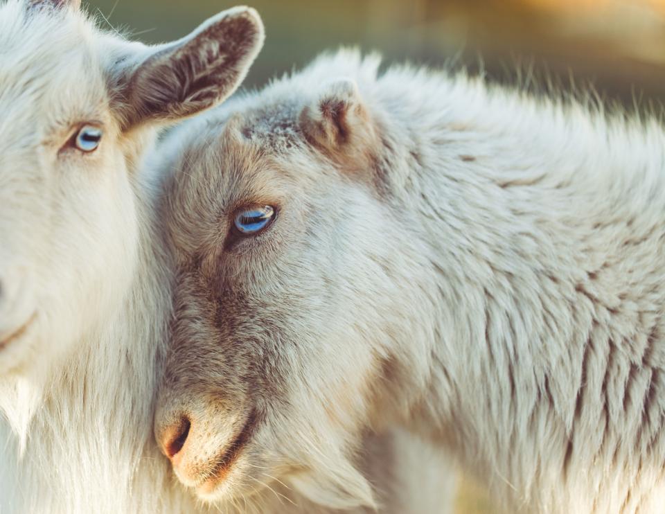 Sheep Animal