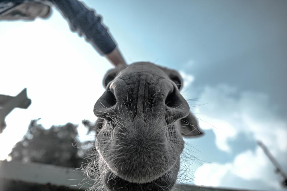 Animals Mammals