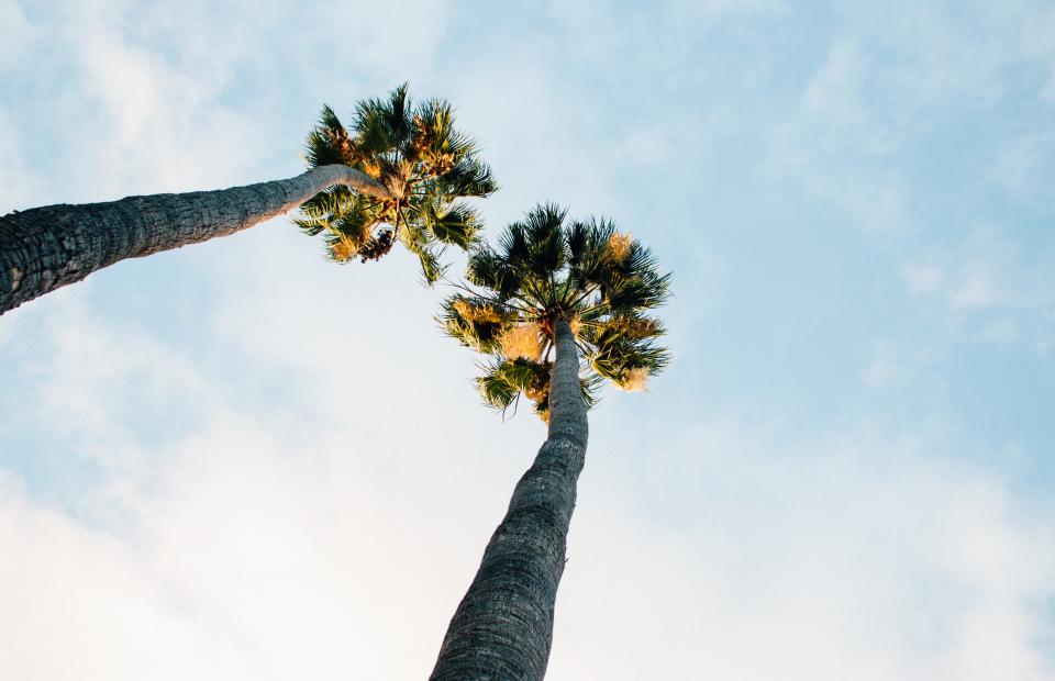 Palm Trees Blue