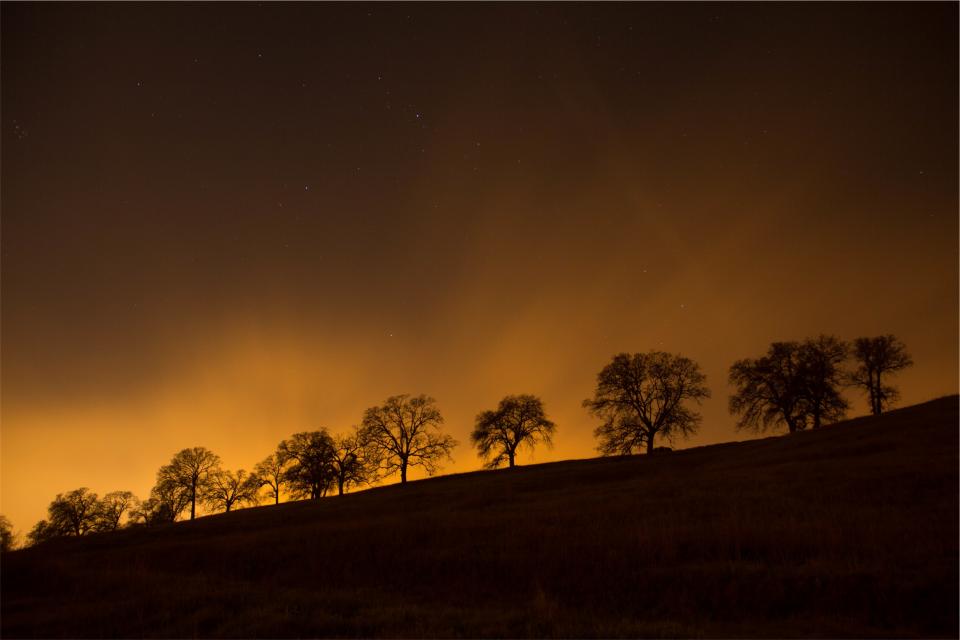 Trees Silhouette