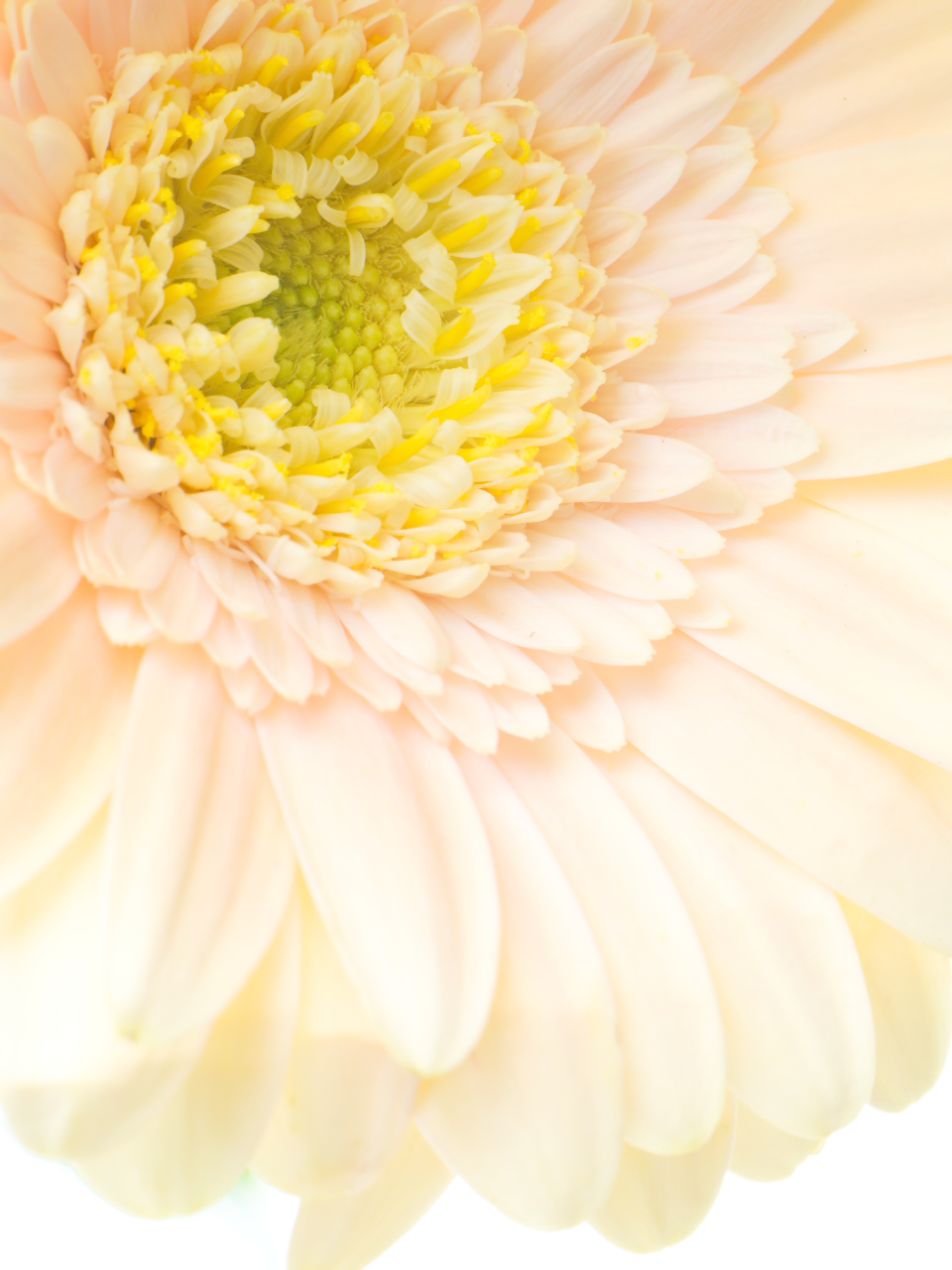 Flower Blossom