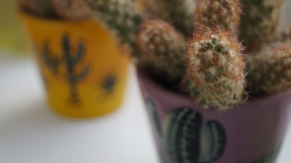 Cactus Flora
