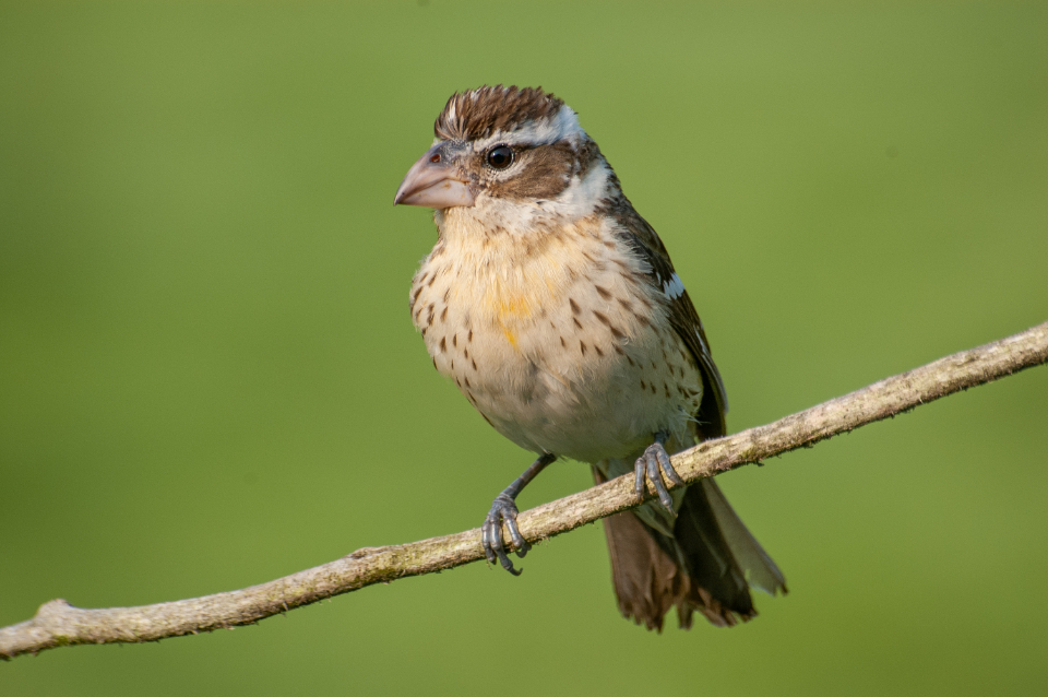 Bird Perched
