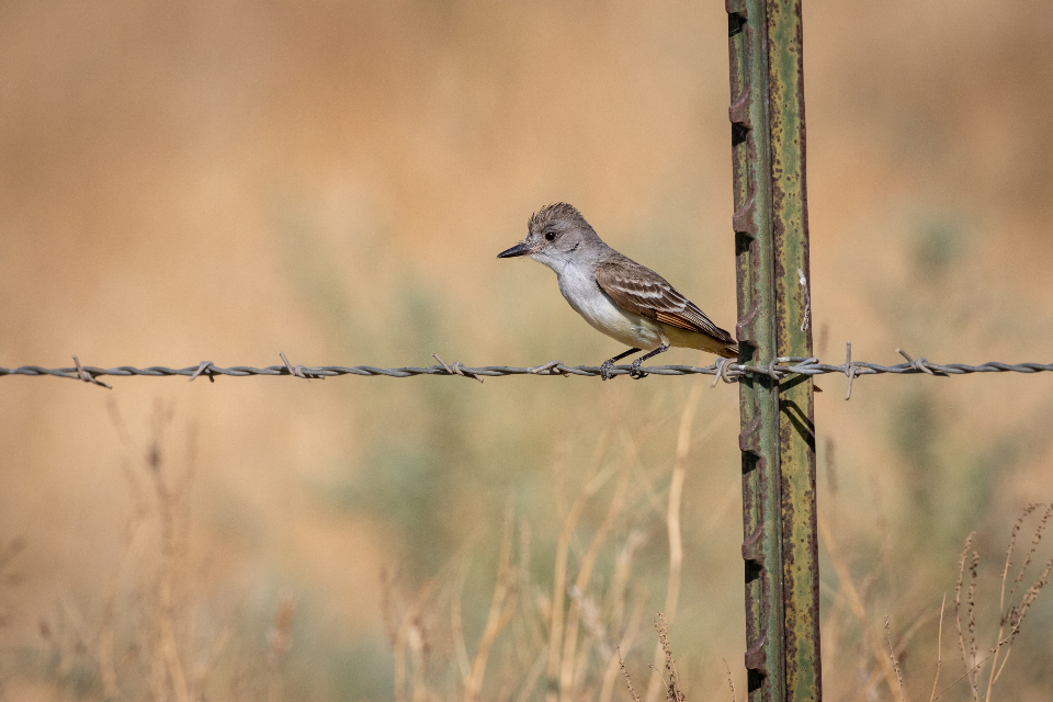 Perched Bird