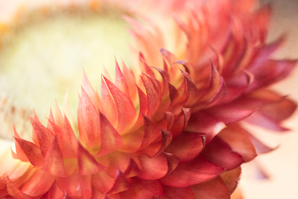 Abstract Flower