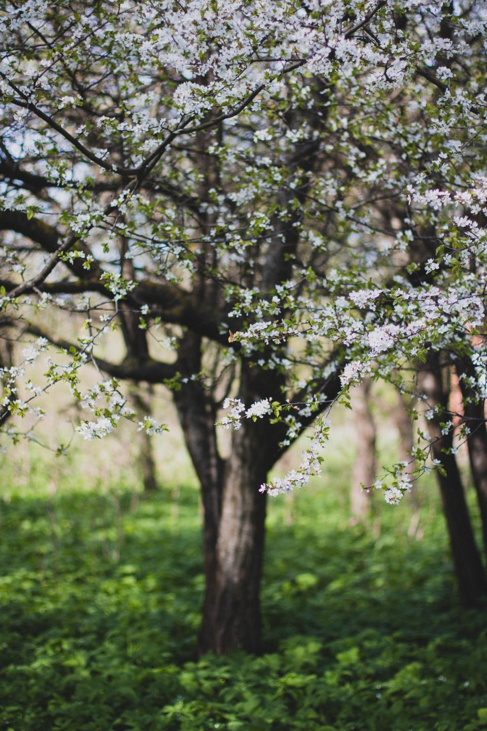 Flowers Nature
