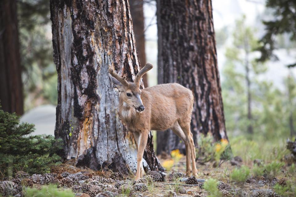 Deer Animal