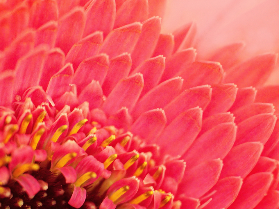 Flower Blossom