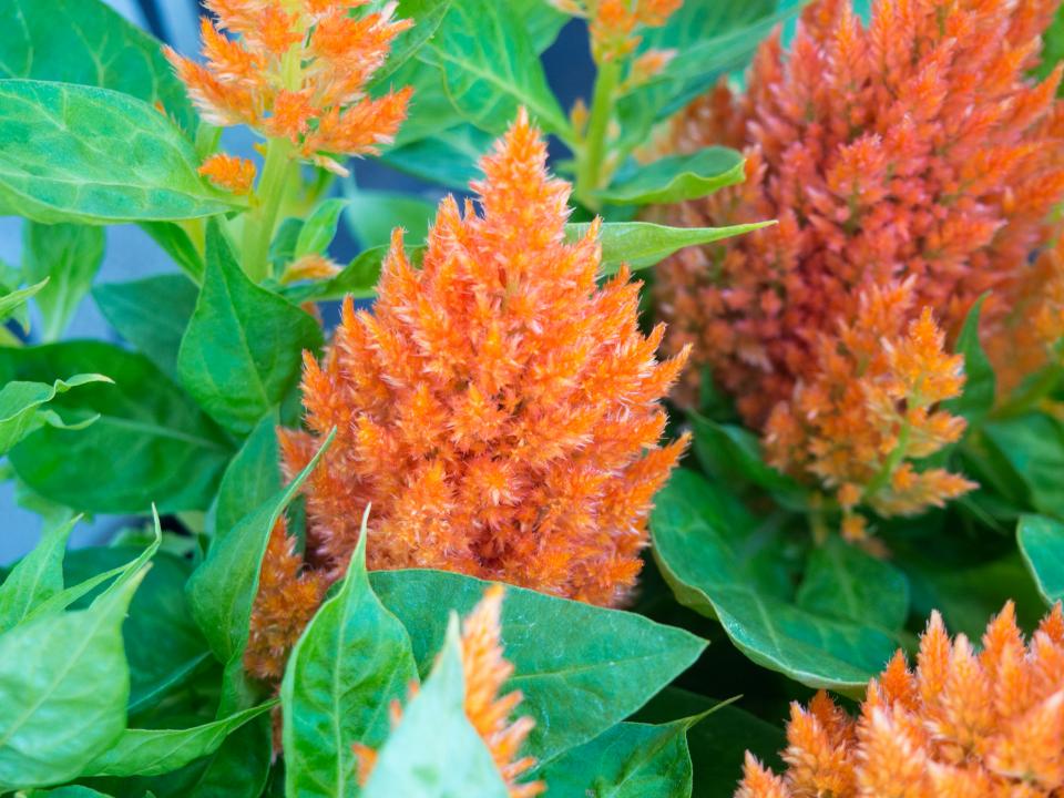 Flowers Nature
