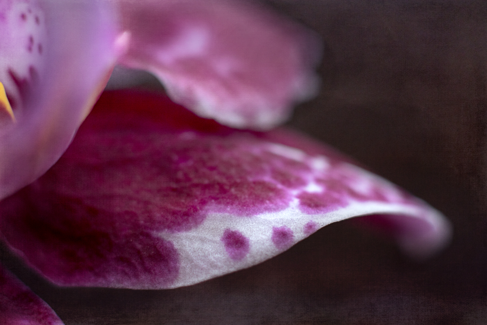 Abstract Flower