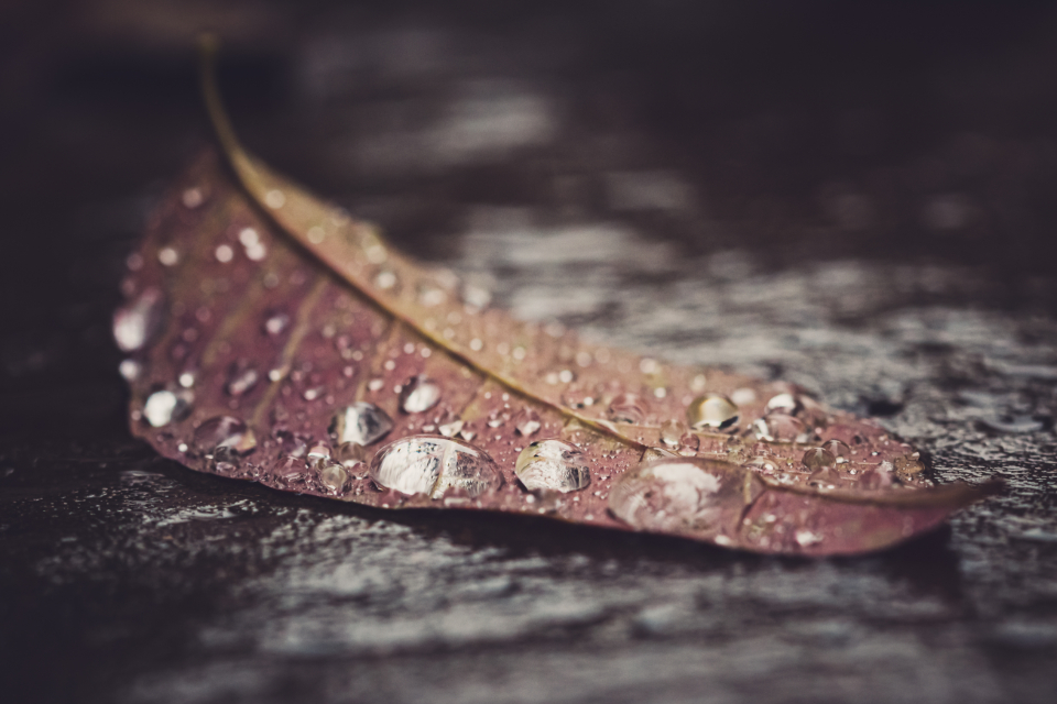 Water Leaf