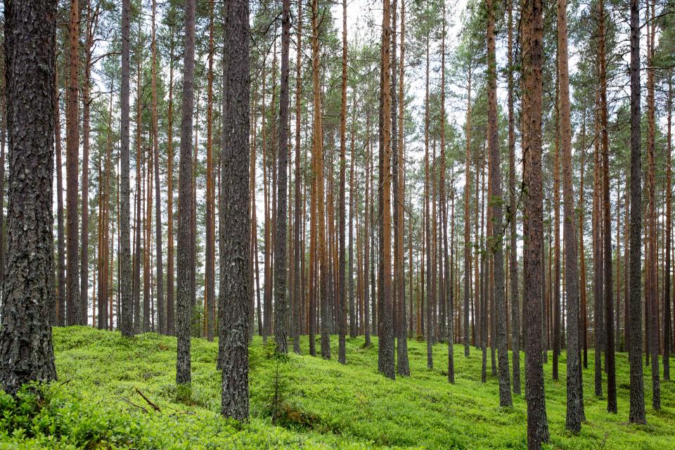 Trees Plants