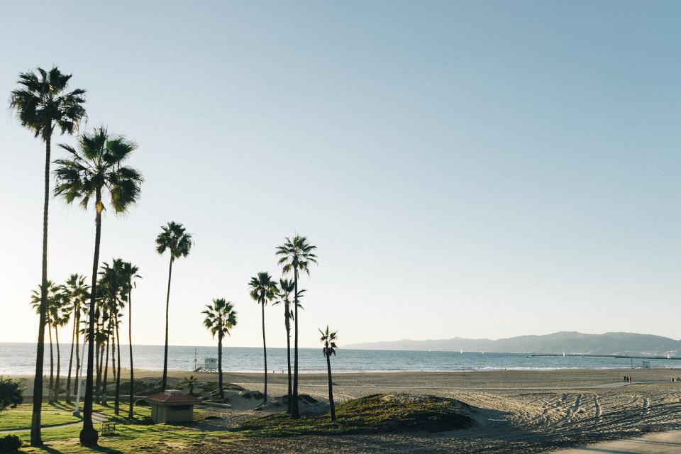 Palm Trees Beach