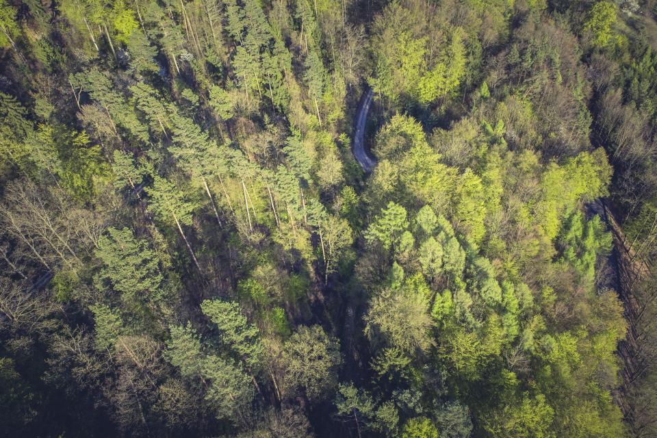 Nature Forests