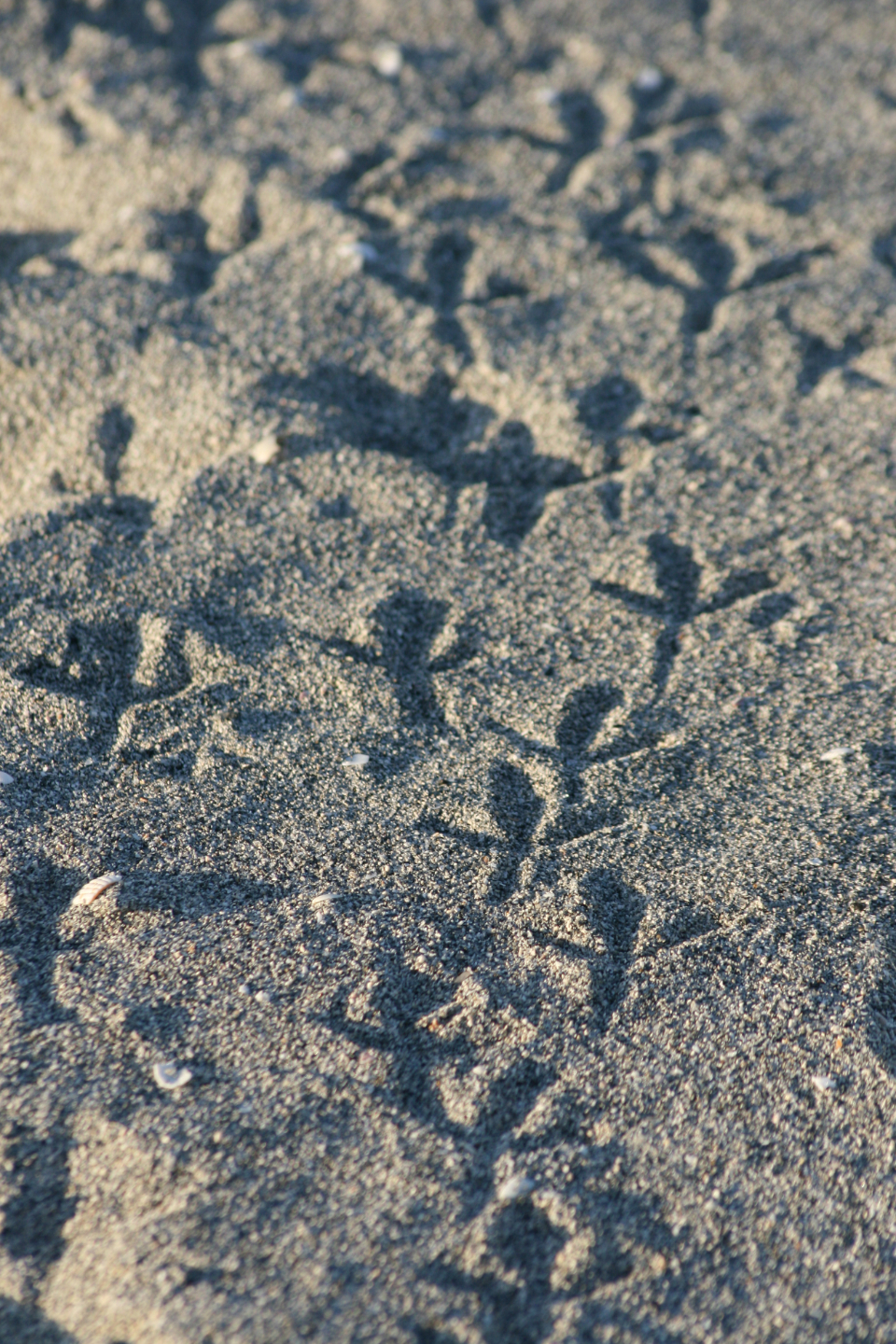 Animal Footprints