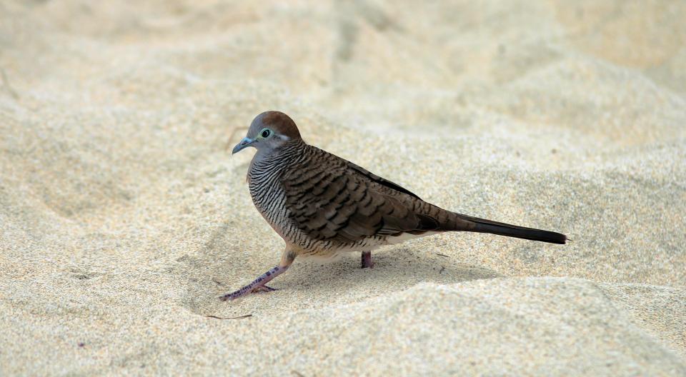 Bird Animal