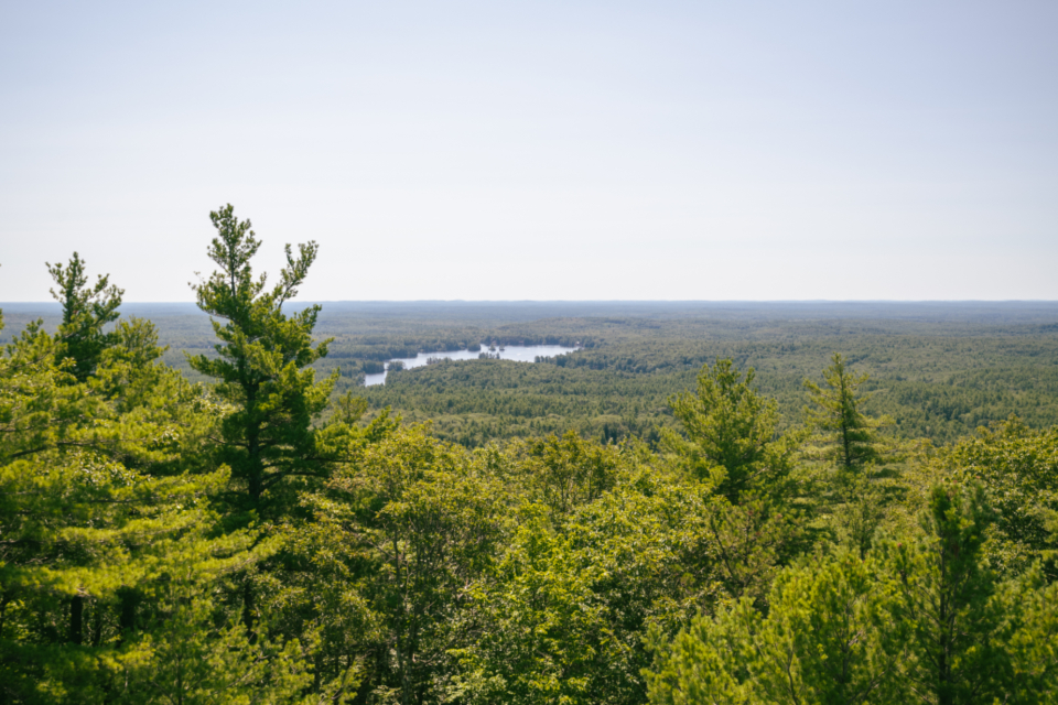 Trees Forest