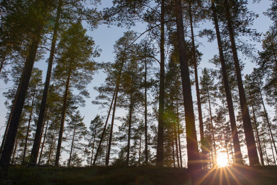 Trees Plant