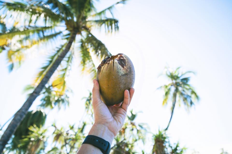 Coconut Fruit