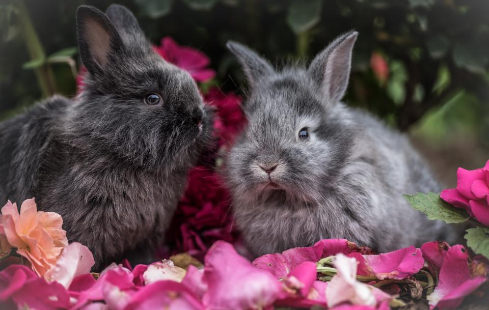 Rabbit Pet
