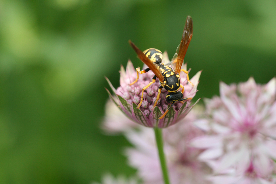 Bee Flower