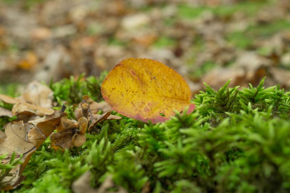 Leaf Grass