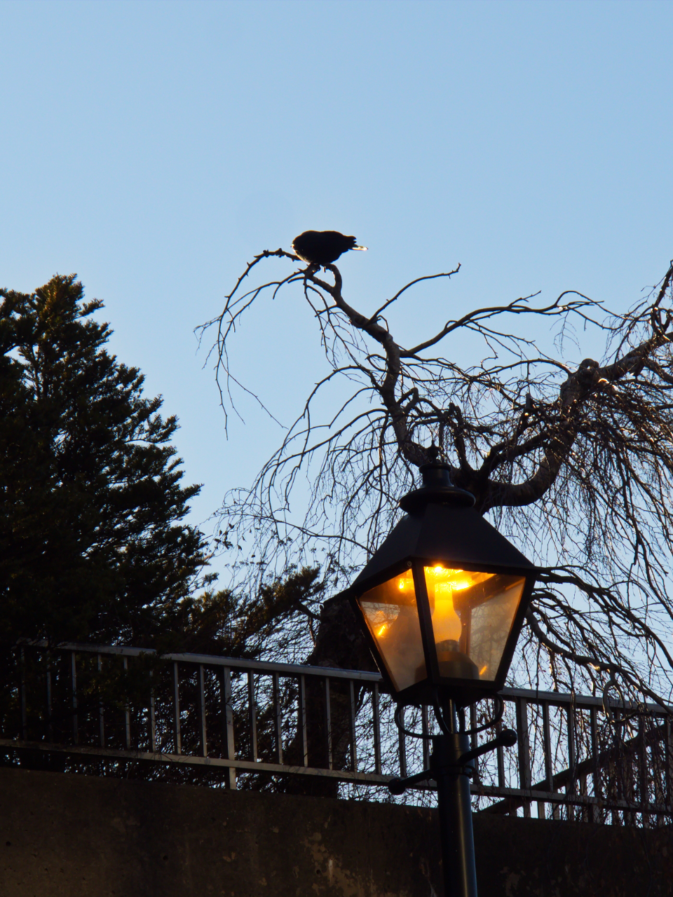 Street Light