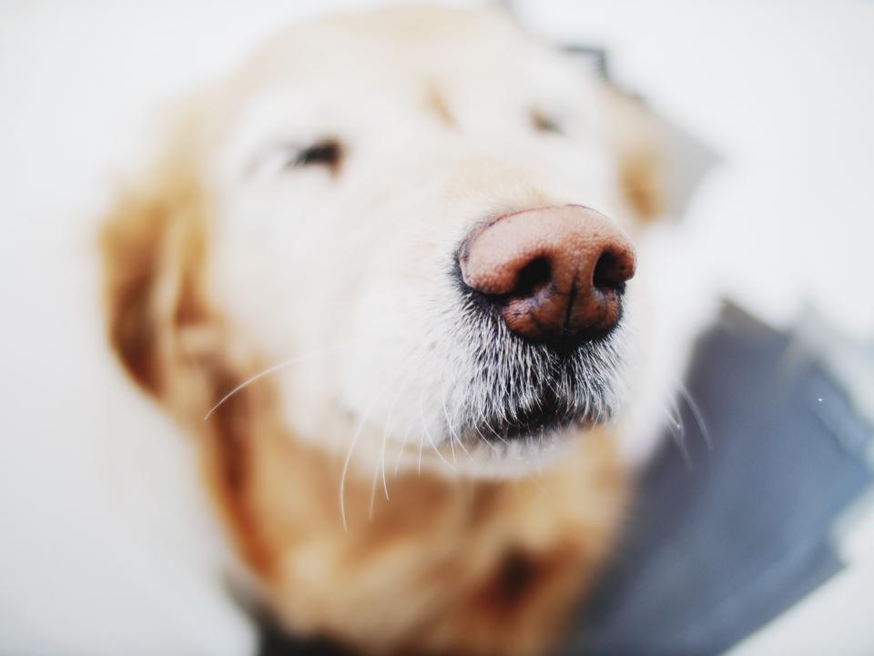 Dog Animal