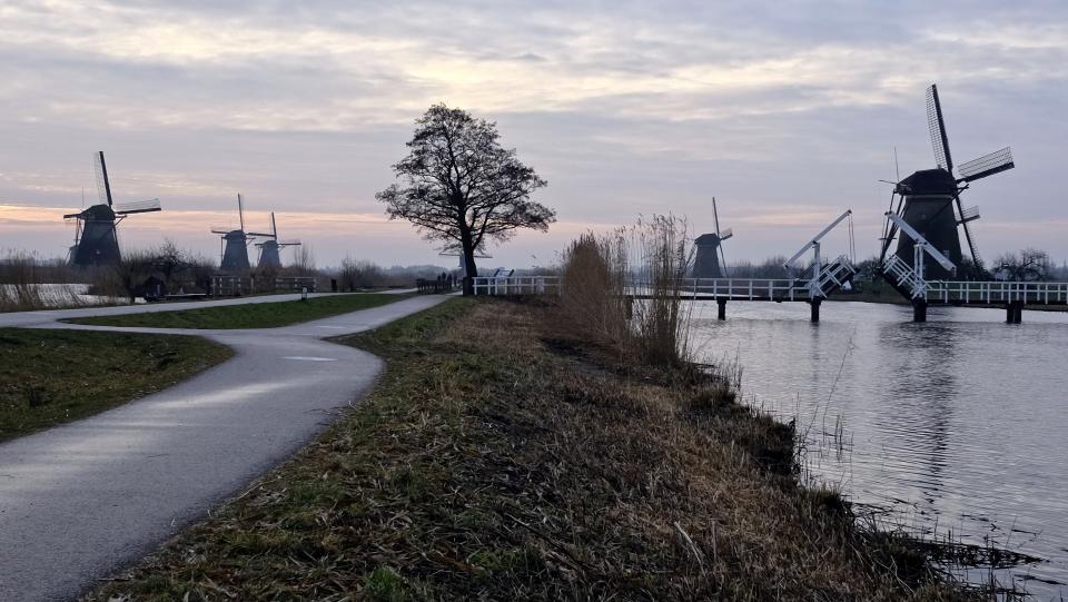 Trees Road