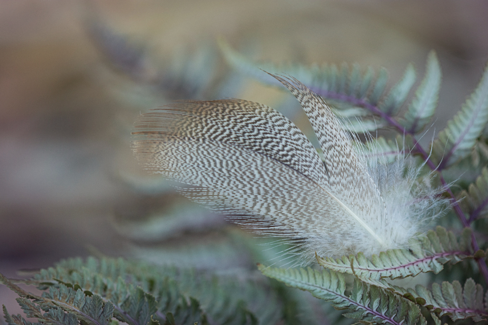 Feather Nature