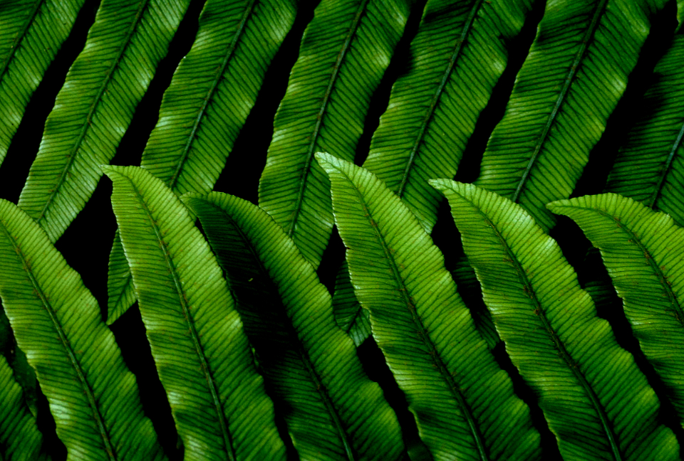 Green Leaves