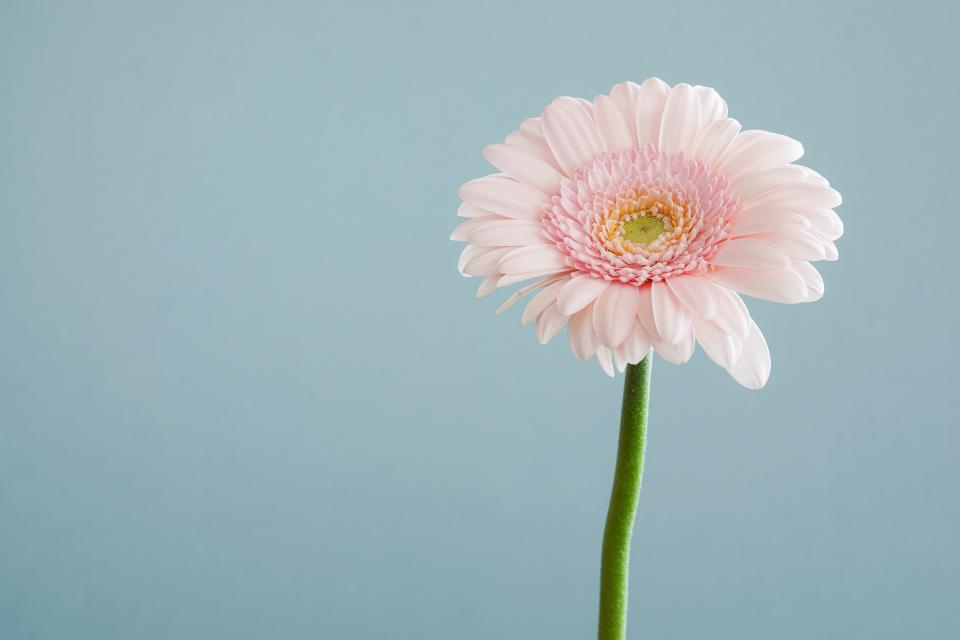 Flowers Nature