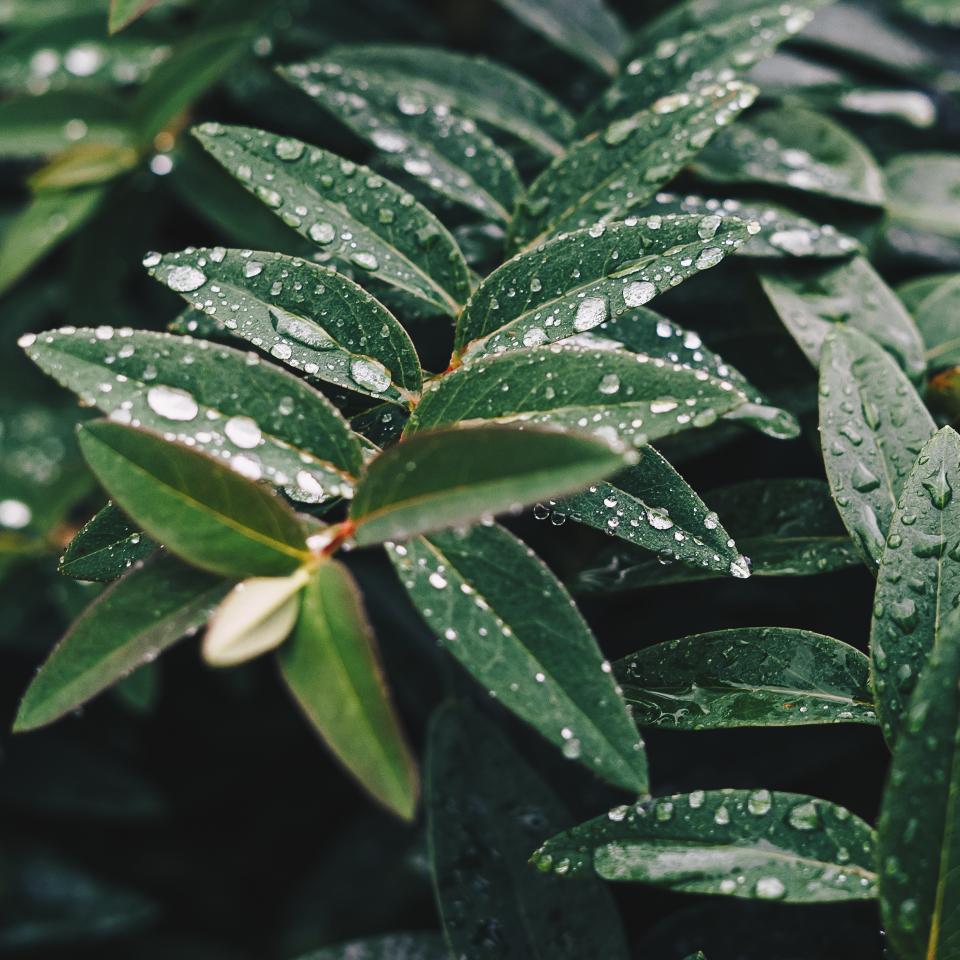 Green Leaf