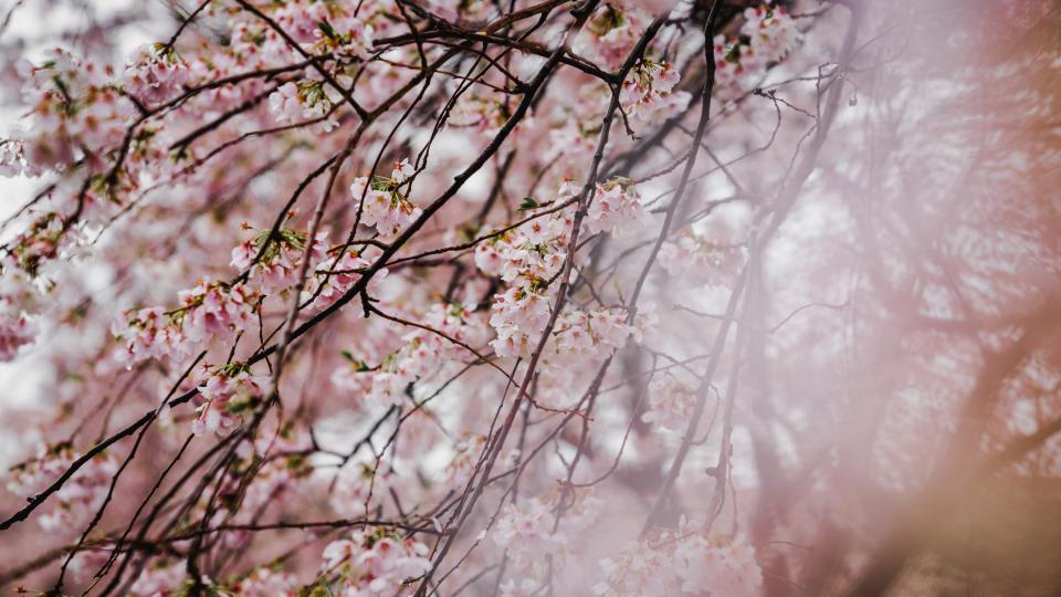 Pink Blossom
