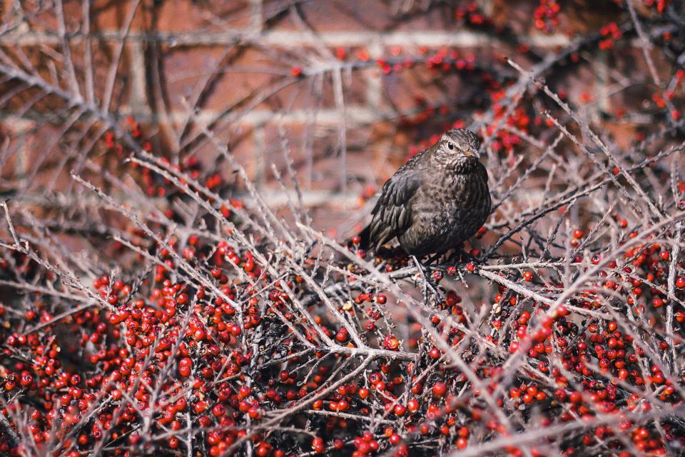 Bird Branches