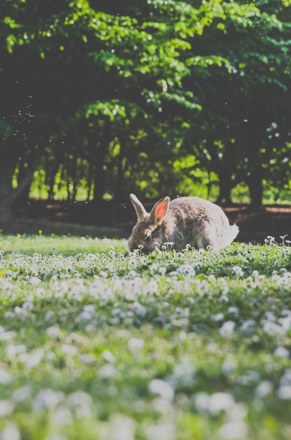 Rabbit Pet