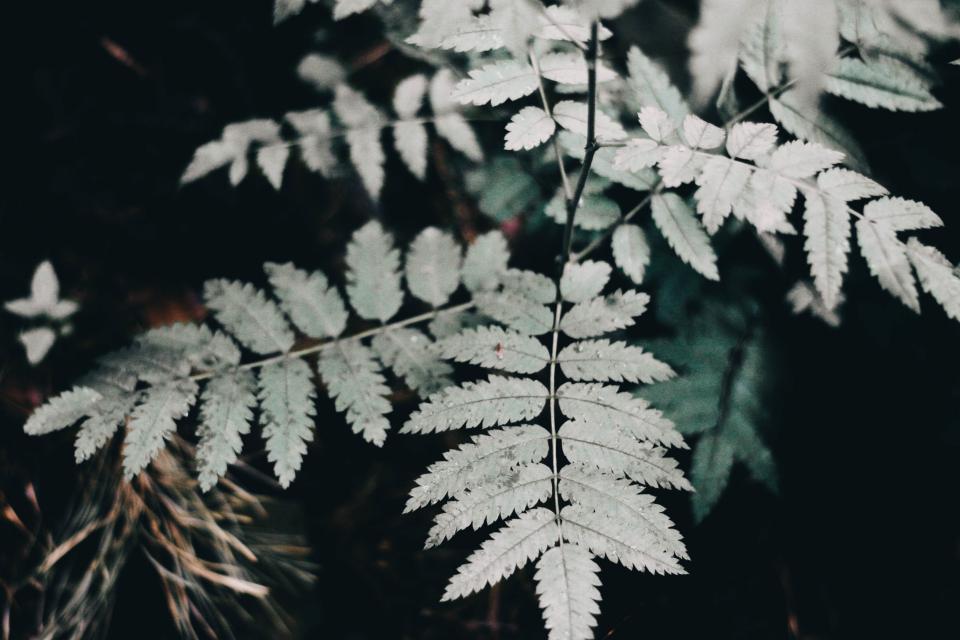 Green Leaf