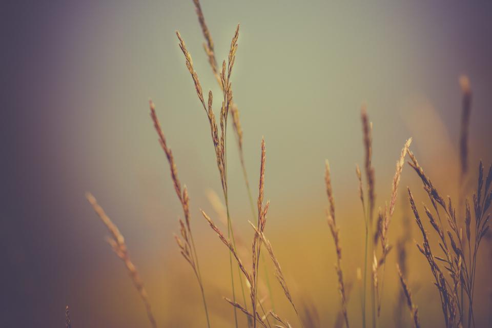 Wheat Plants